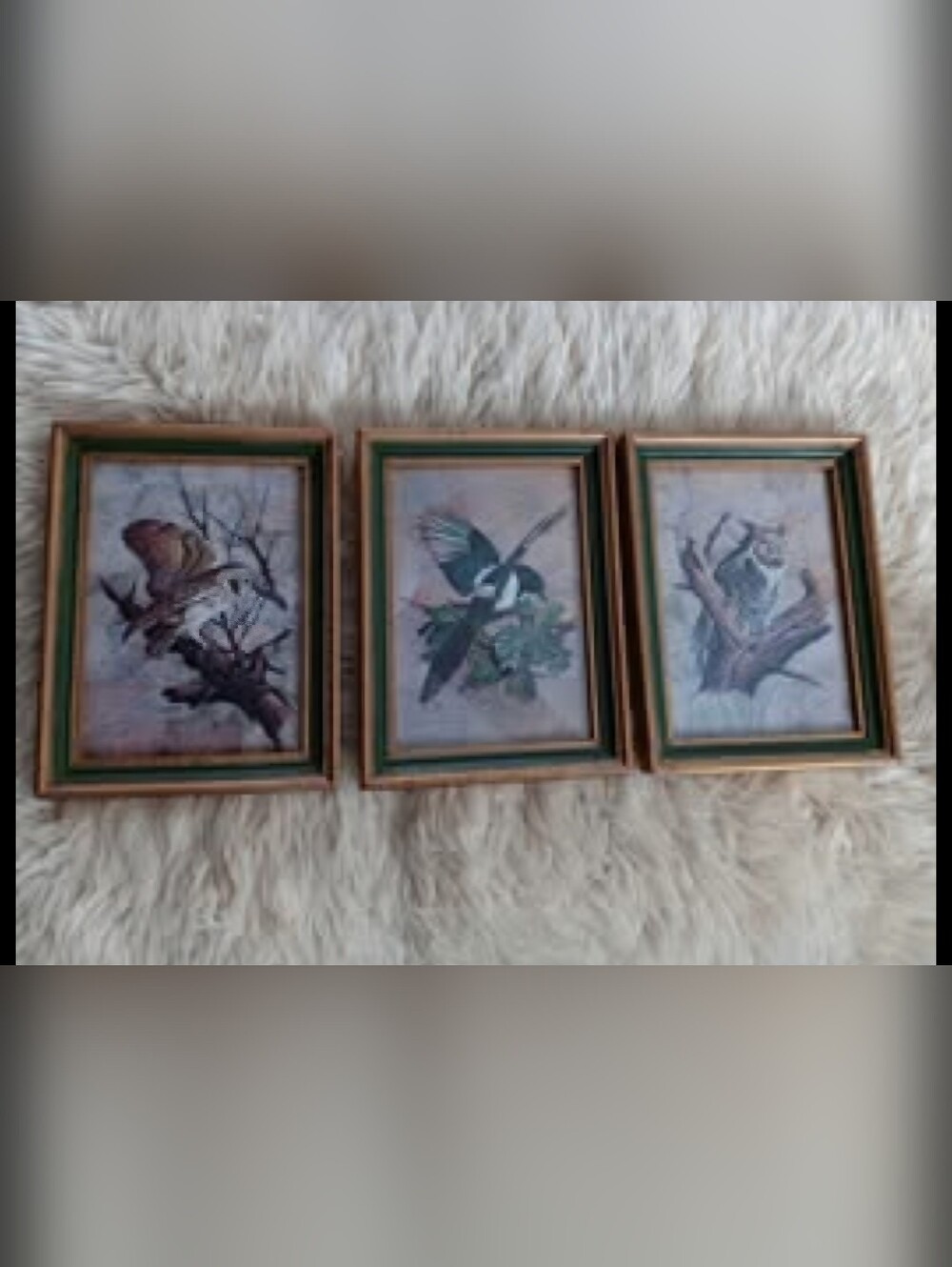 Gorgeous Vintage framed bird prints/Set of three/ Decorative collectibles